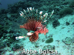 Free swimming lion fish.  Far from the reef. by Abbe Bglcsa 